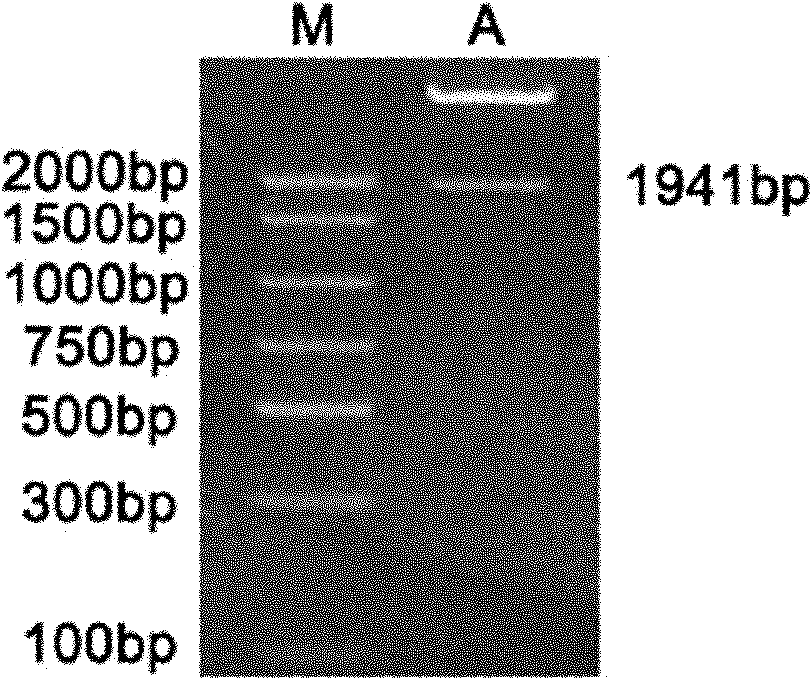 Method for improving stress resistance of chrysanthemum through trans-CgHSP70 genes