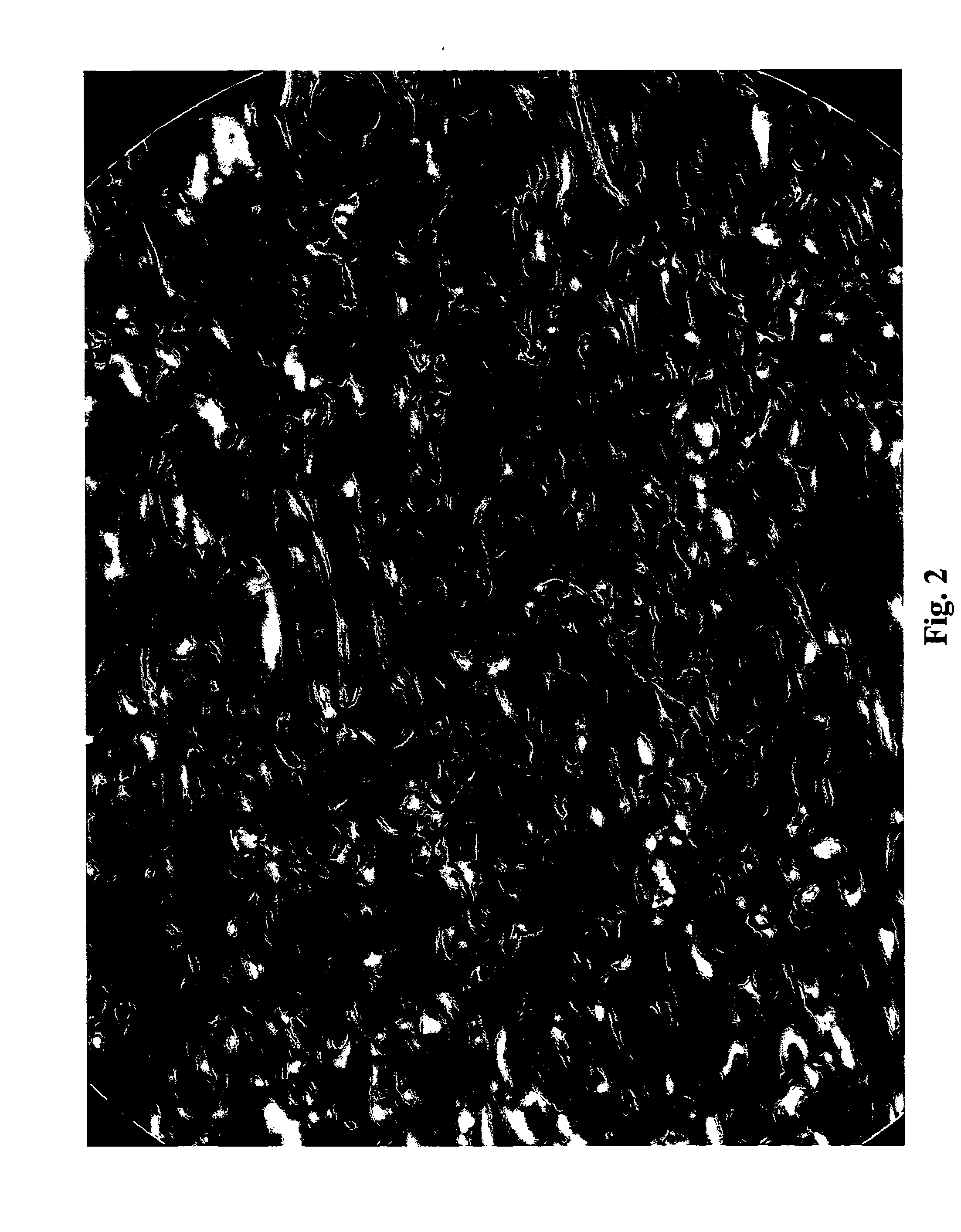 Liquid crystal poly(phenylene sulfonic acids)