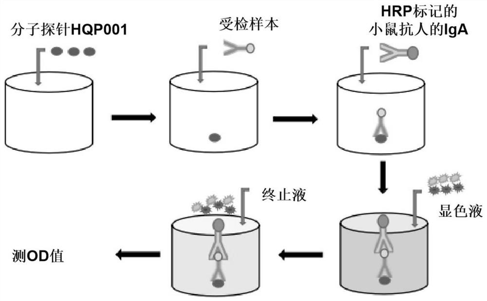 Application of reagent for detecting IgA immune complex