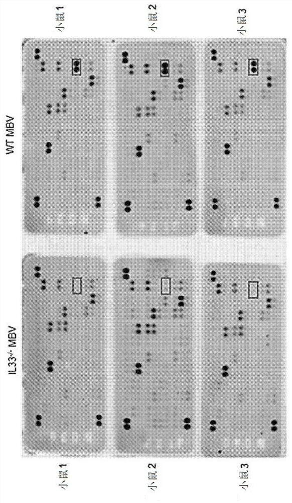 Matrix bound vesicles (MBVS) containing il-33 and their use