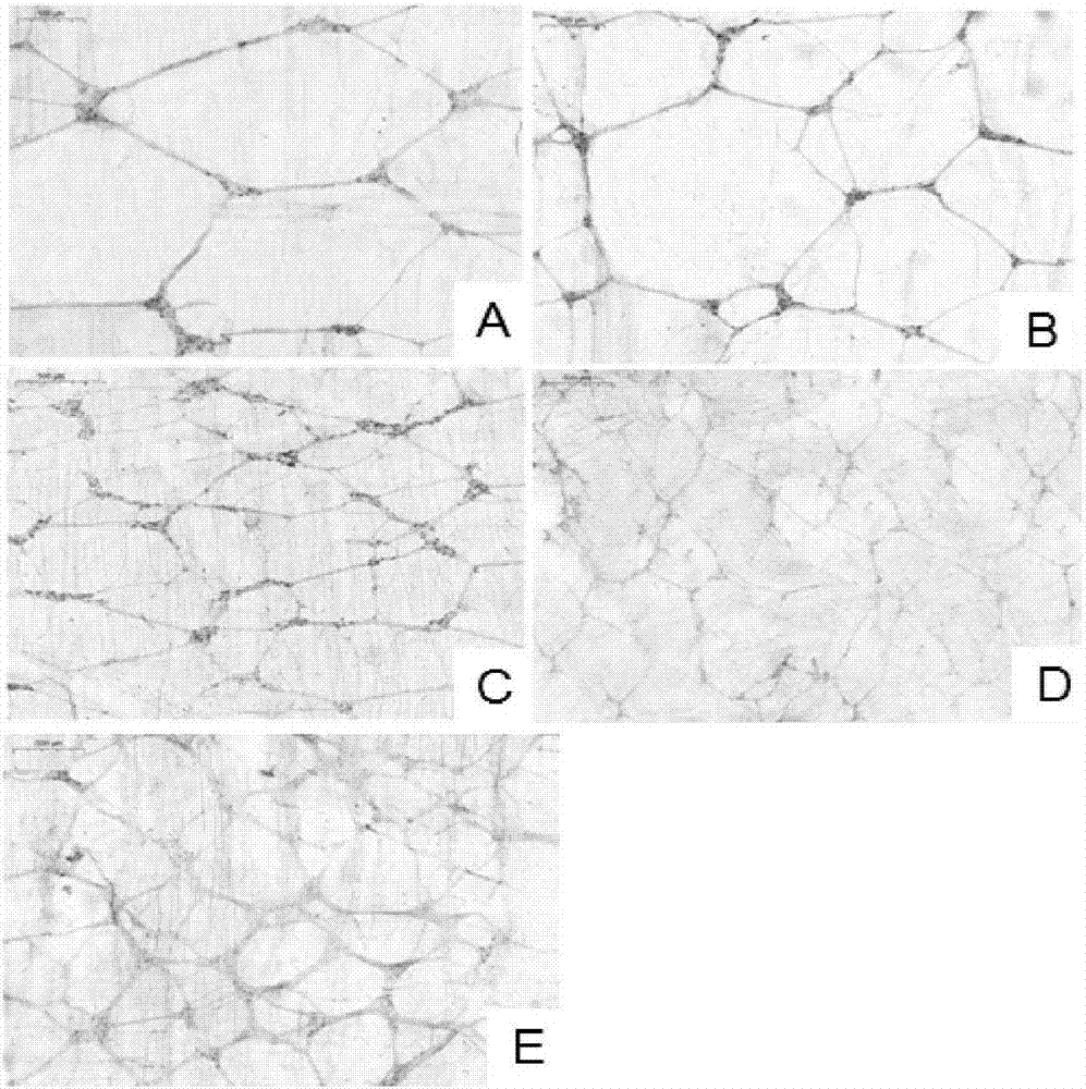 Method for preparing sample of nitric oxide synthase (NOS) neuron in myenteric nervous plexus of domestic pigeon