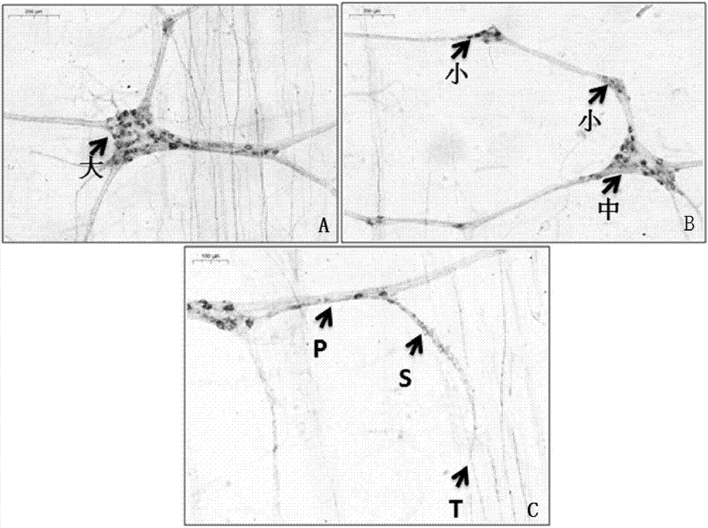 Method for preparing sample of nitric oxide synthase (NOS) neuron in myenteric nervous plexus of domestic pigeon