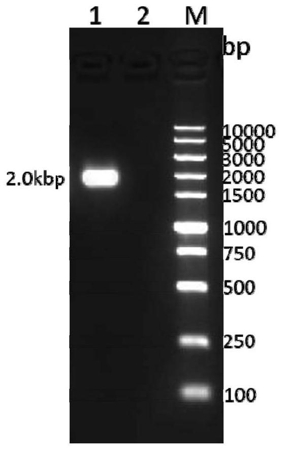 Feline coronavirus recombinant antigen, its genetic engineering subunit vaccine and application