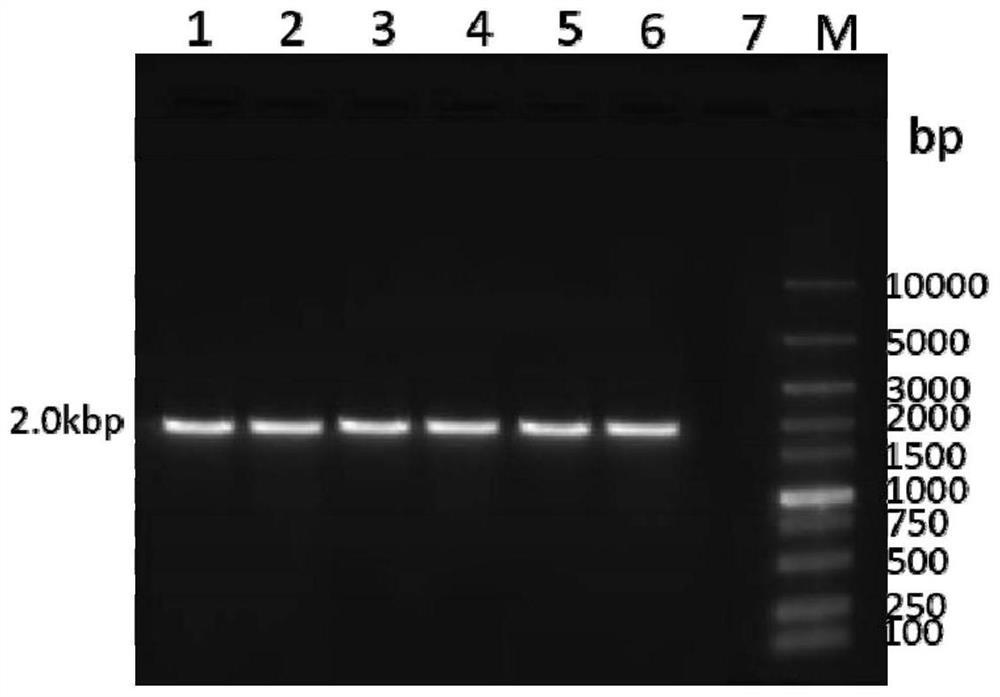 Feline coronavirus recombinant antigen, its genetic engineering subunit vaccine and application