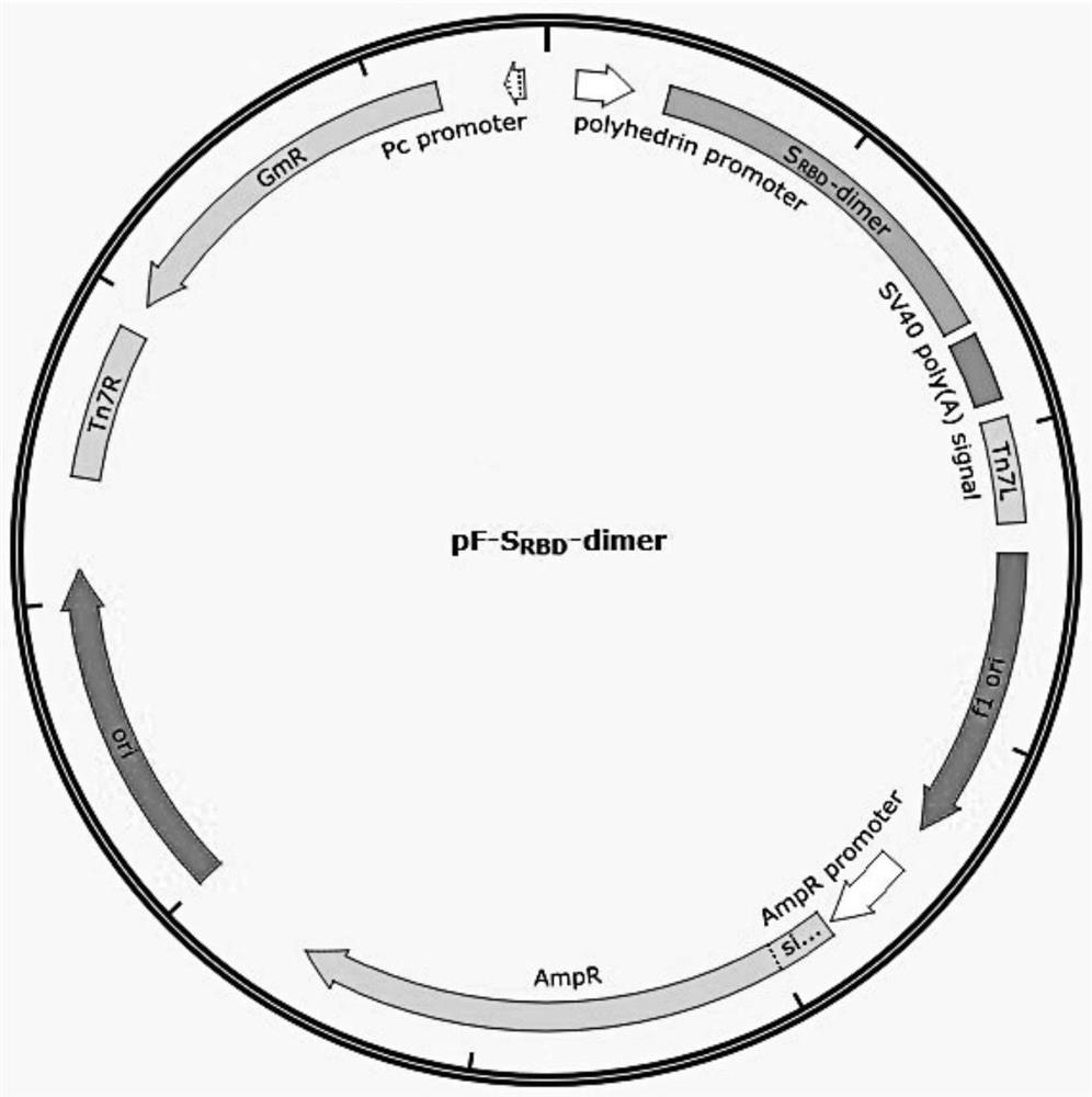 Feline coronavirus recombinant antigen, its genetic engineering subunit vaccine and application