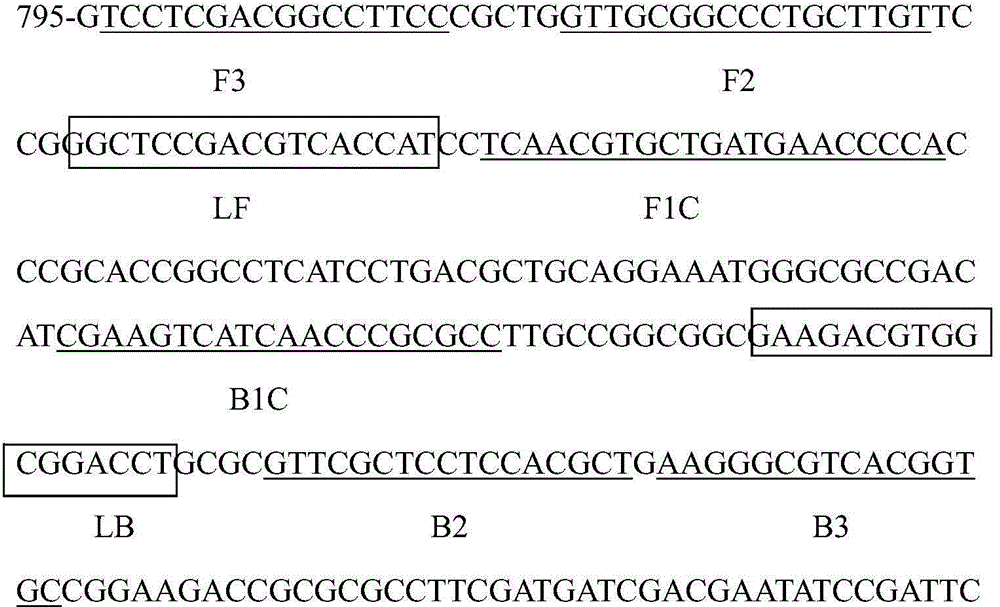 LAMP (Loop-Mediated Isothermal Amplification) rapid detection method and application of glyphosate-resist transgenic soybean