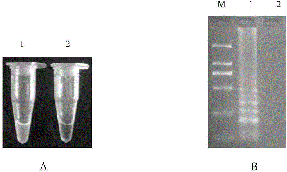 LAMP (Loop-Mediated Isothermal Amplification) rapid detection method and application of glyphosate-resist transgenic soybean