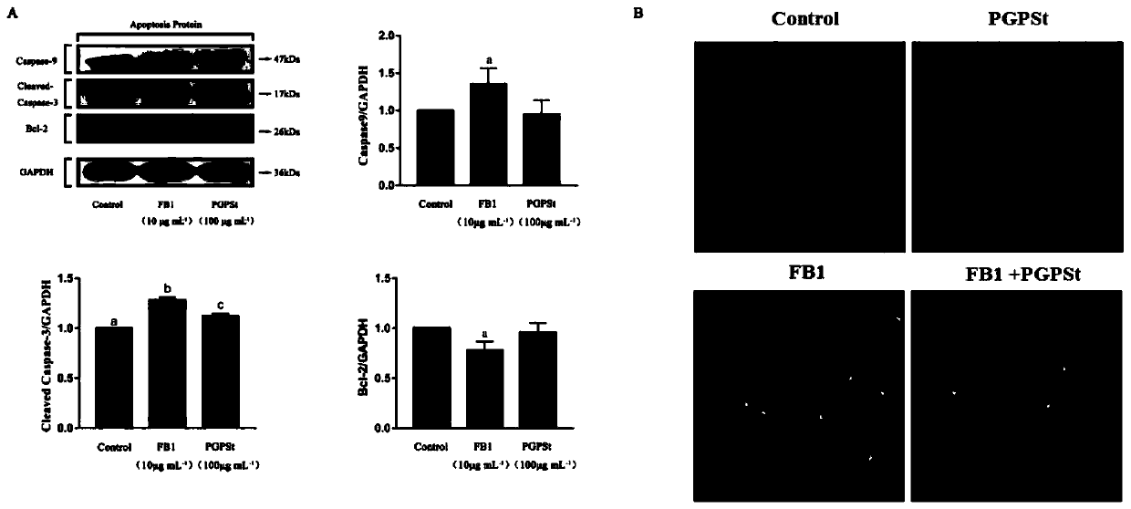 Application of platycodon grandiflorum polysaccharide in antagonizing fumonisin B1-induced apoptosis through autophagy