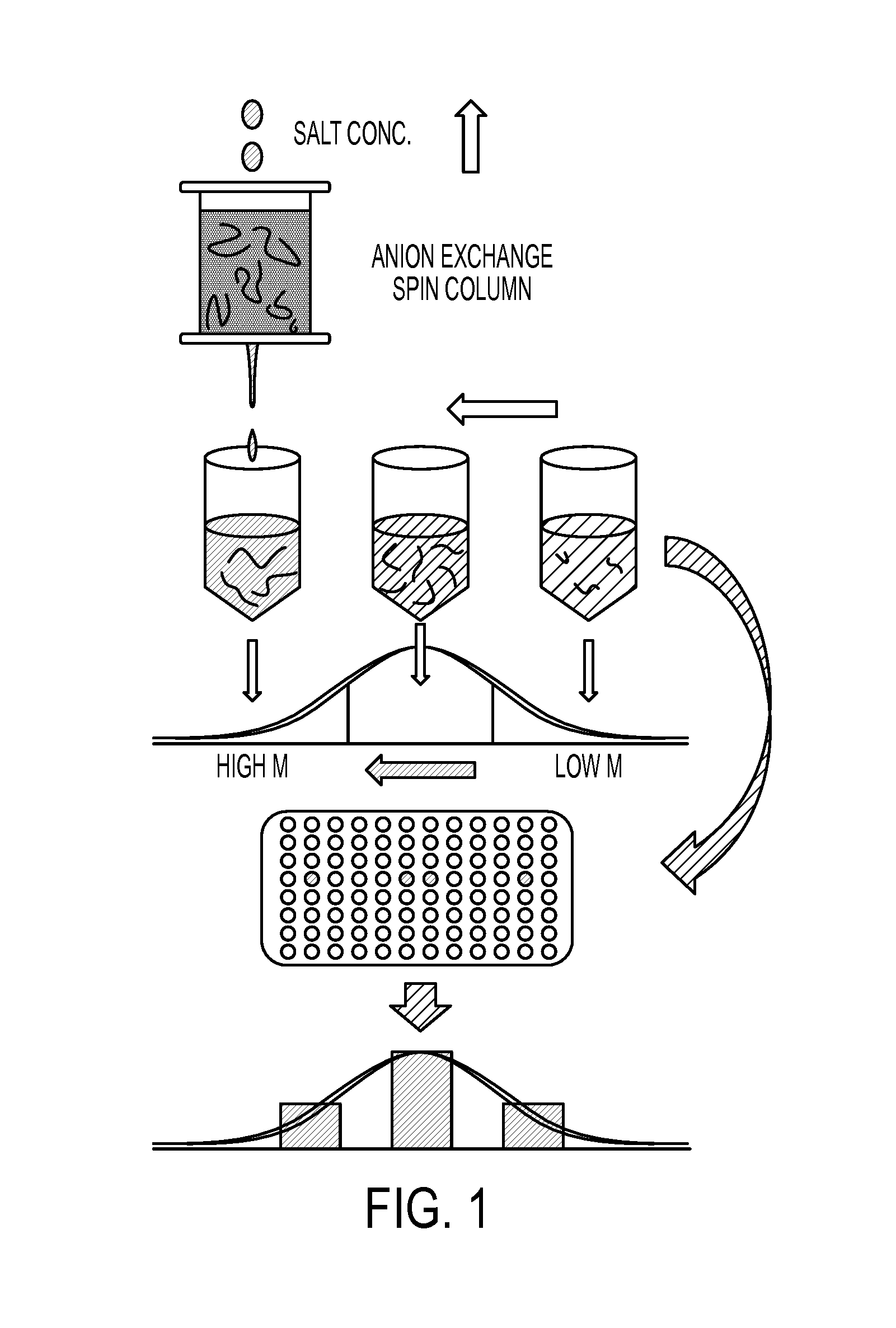 Method for separating hyaluronan and quantifying its molecular mass distribution in biological samples