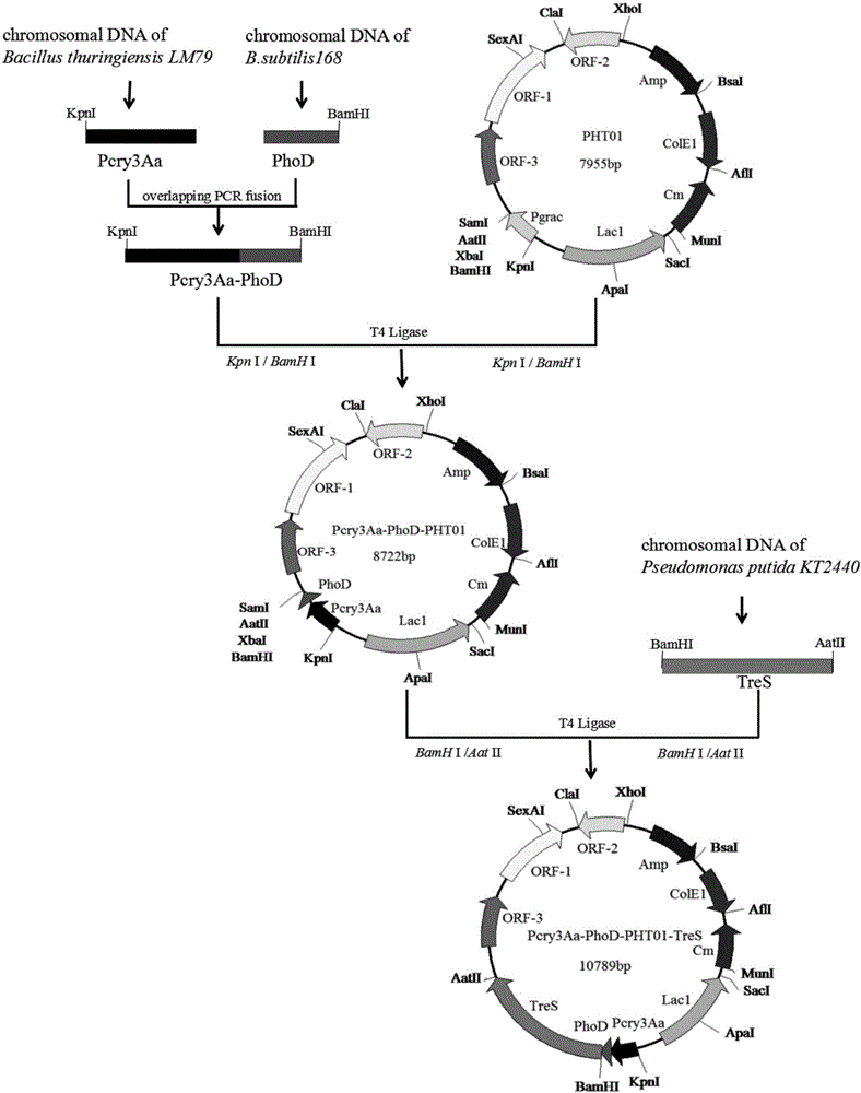 Method for constructing highly expressed trehalose synthase engineering bacteria by using Pcry3Aa promoter