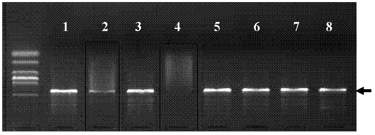 Alteromonas and application thereof in inhibiting growth of red-tide algae