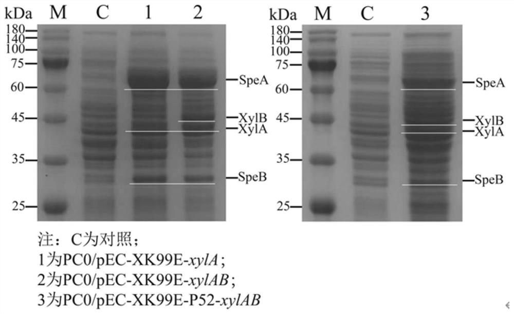 Method for producing 1, 4-butanediamine by fermenting xylose and xylose-containing hydrolysate