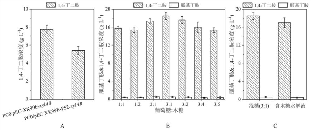 Method for producing 1, 4-butanediamine by fermenting xylose and xylose-containing hydrolysate