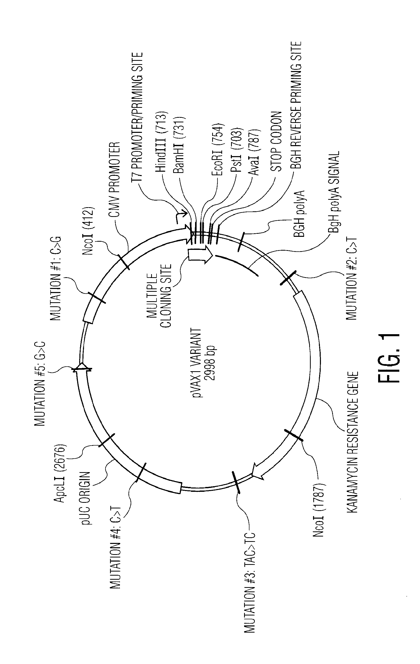 Nucleic acid molecules encoding novel herpes antigens, vaccine comprising the same, and methods of use thereof