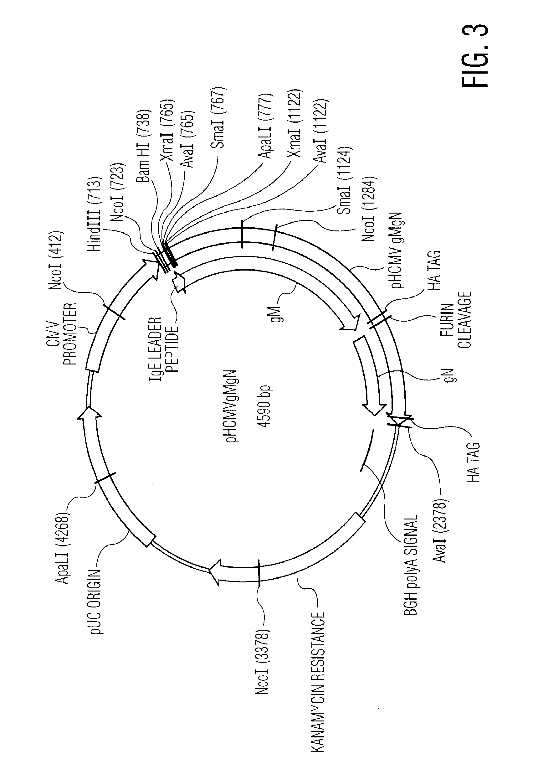 Nucleic acid molecules encoding novel herpes antigens, vaccine comprising the same, and methods of use thereof