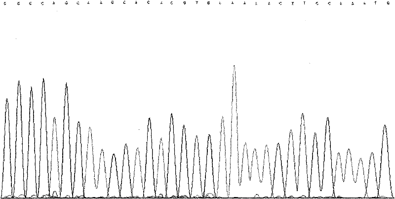 Method for detecting locus rs873457 of hypertension susceptibility genes and detection kit