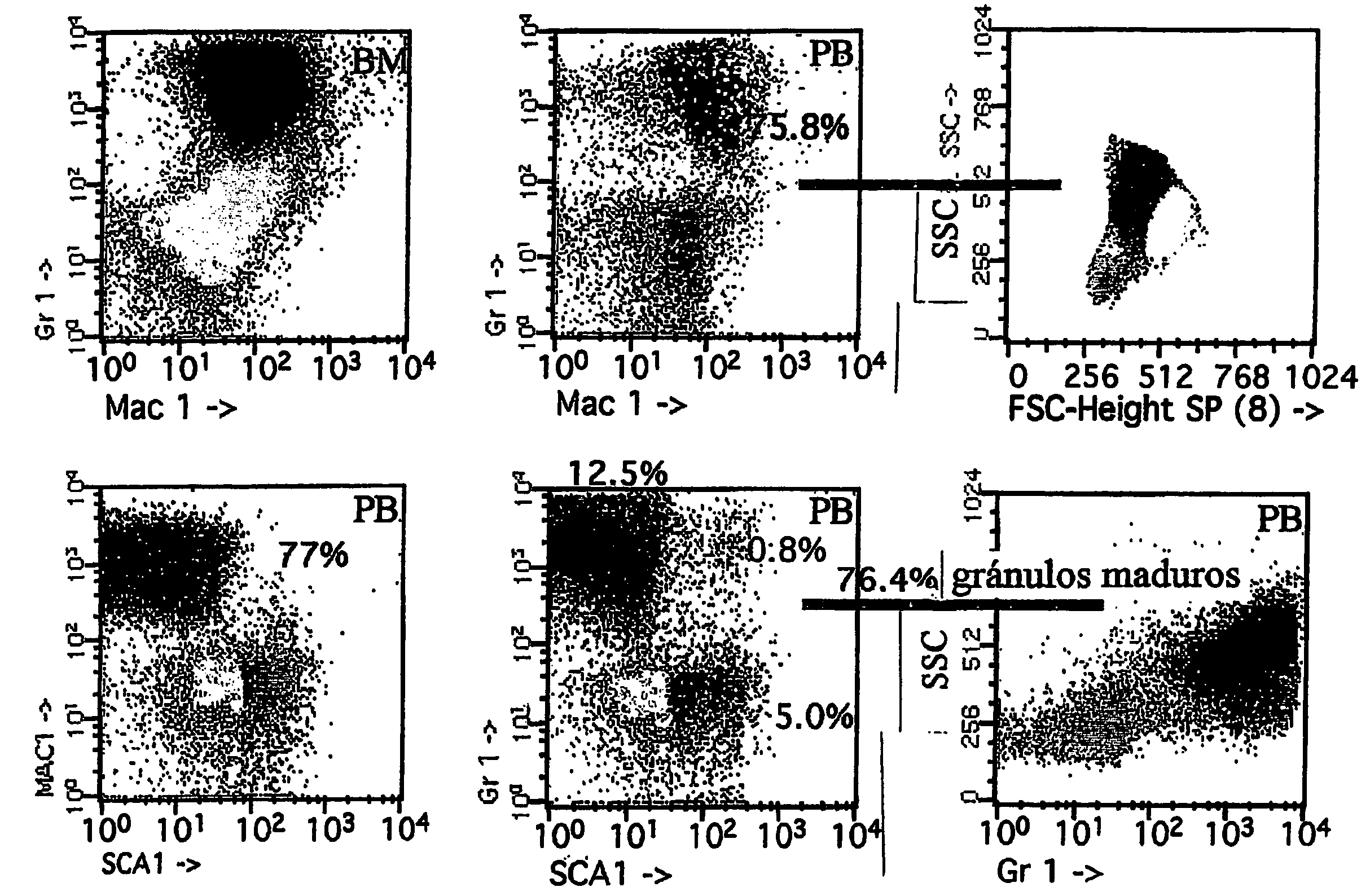 Transgenic non-human mammals as models for human pathologies of stem cell origin