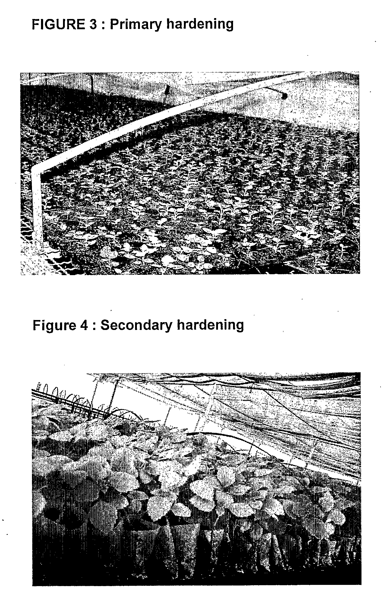 Process for micropropagation of pogostemon cablin from a meristematic explant