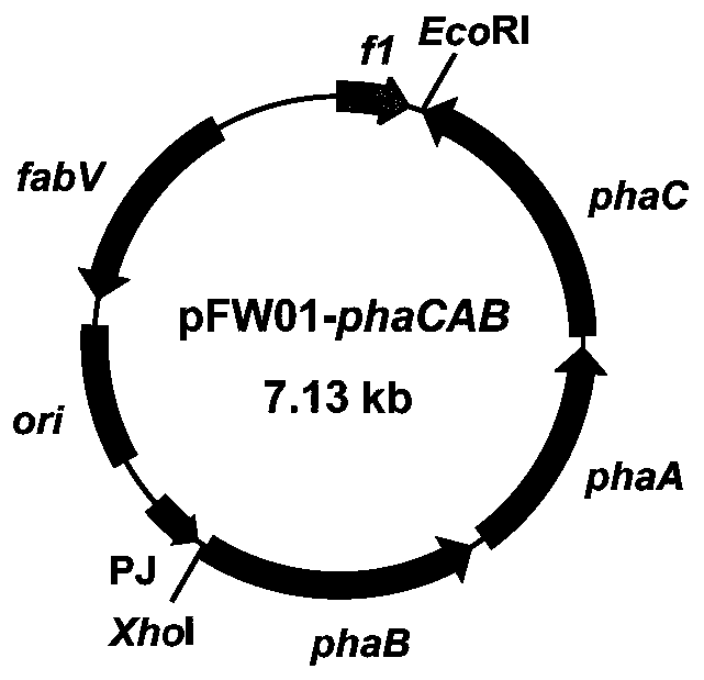 Genetically engineered bacterium of high-yield threonine and application method thereof