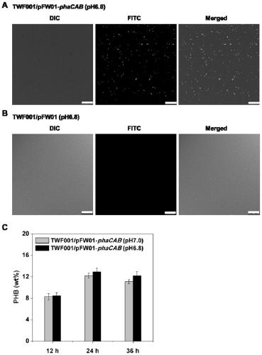 Genetically engineered bacterium of high-yield threonine and application method thereof