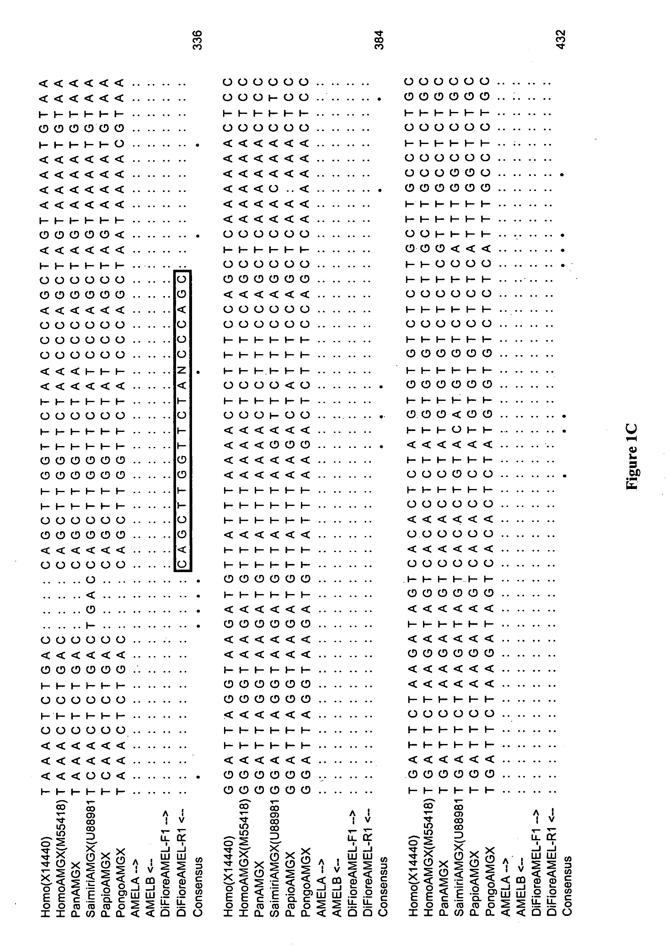 Assay for determining the sex of primates