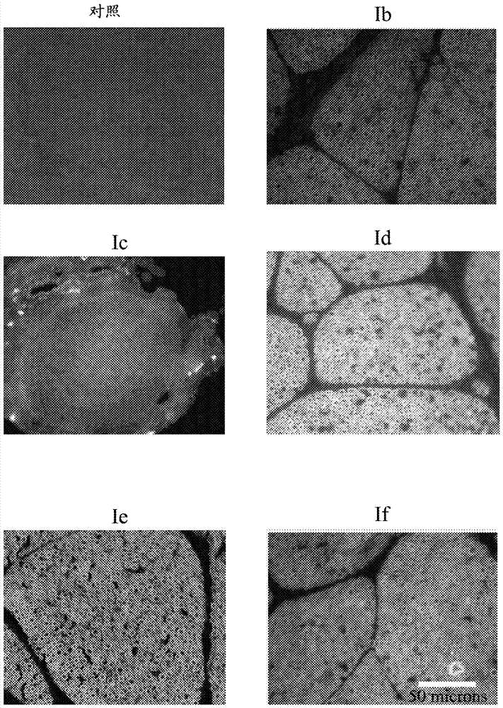 Topical application of nerve labeling dyes for image-guided surgery