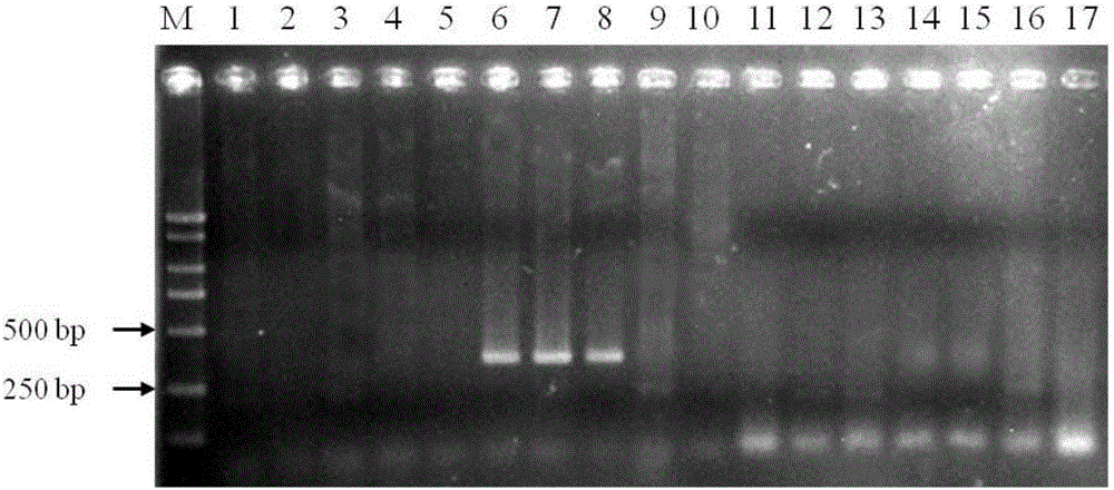 Dual PCR primer for detecting two types of pathogens of grape canker at same time and application of dual PCR primer