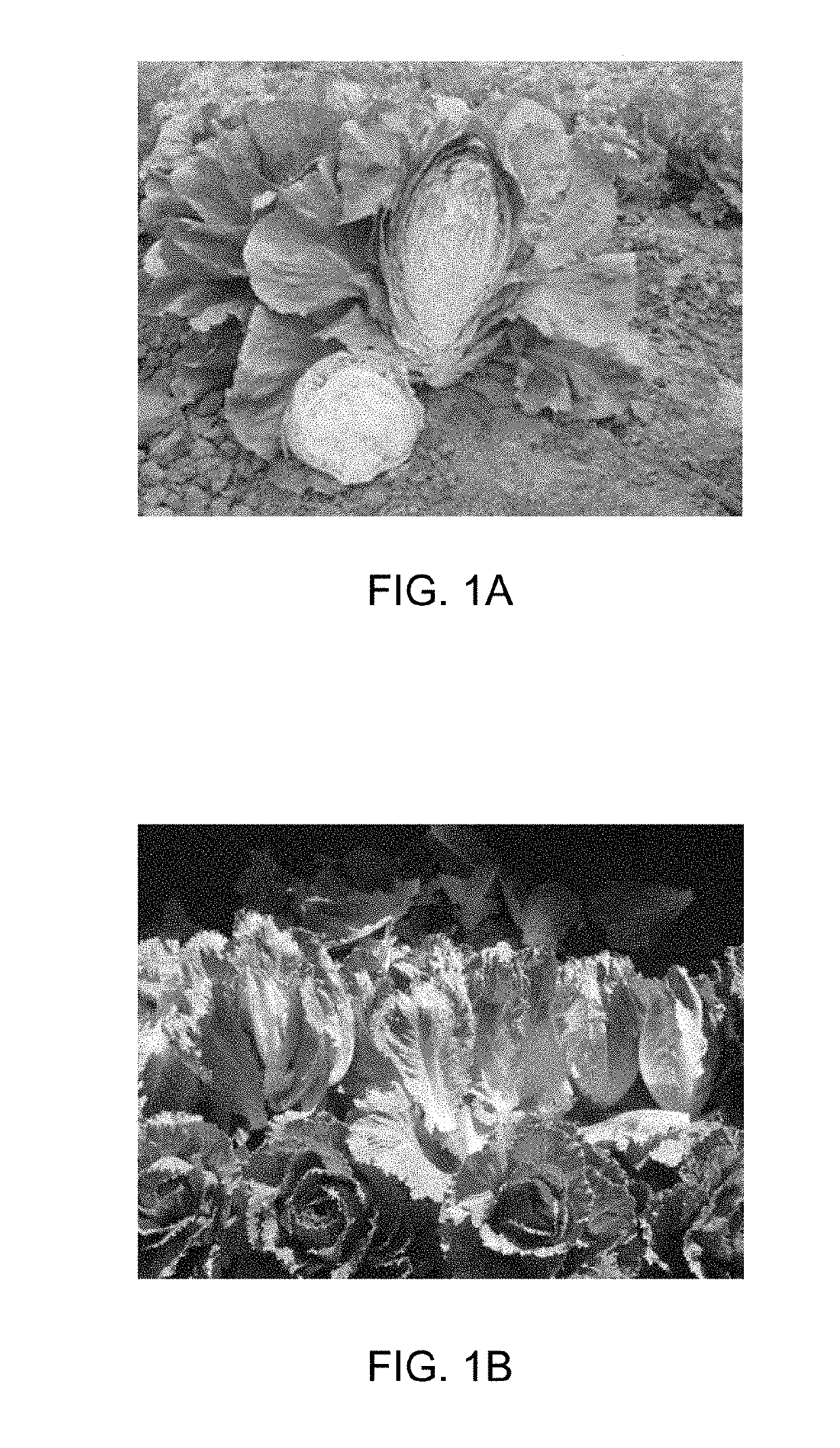 Machine harvestable iceberg lettuce