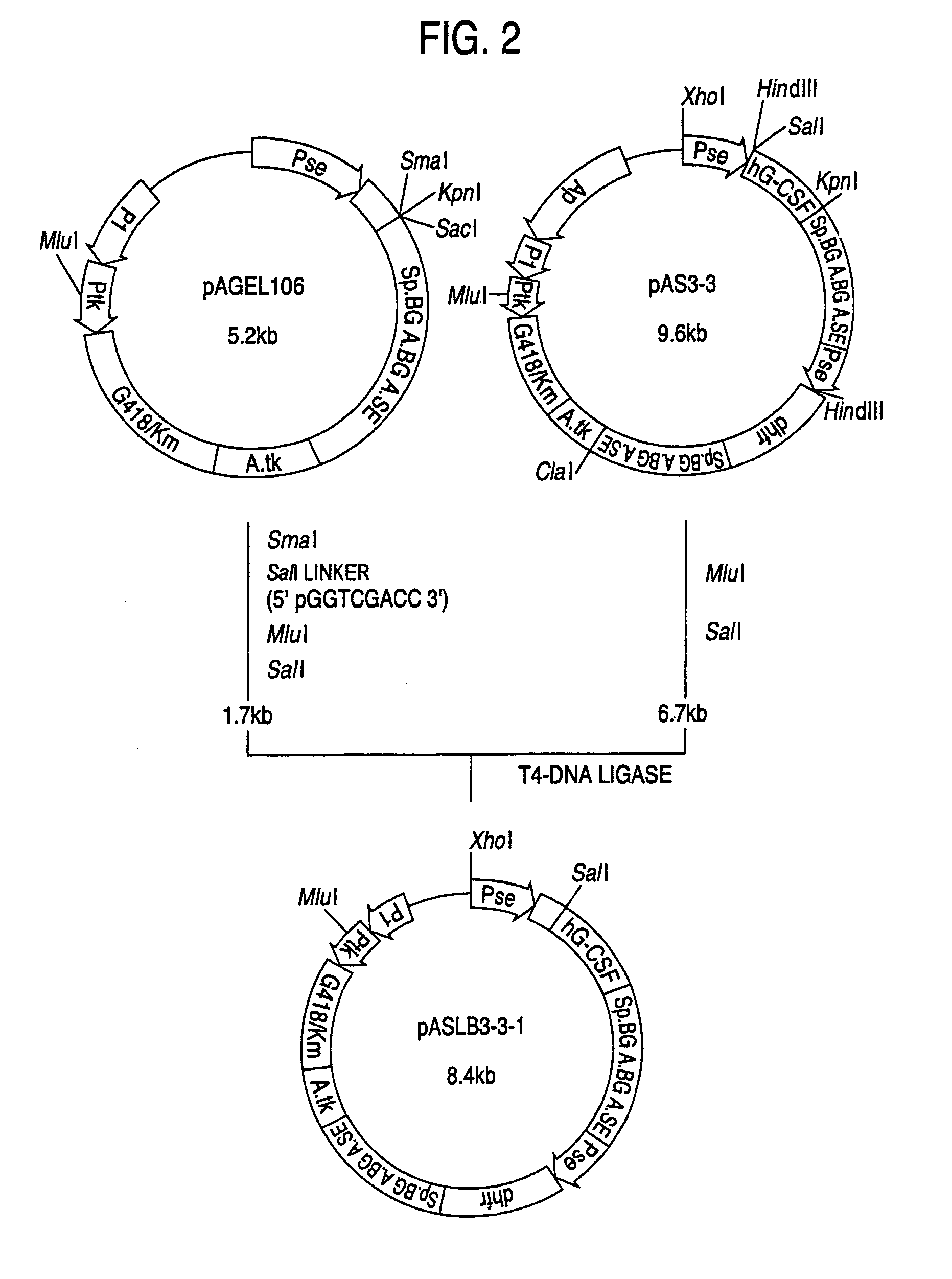 Α-1,3-fucosyltransferase