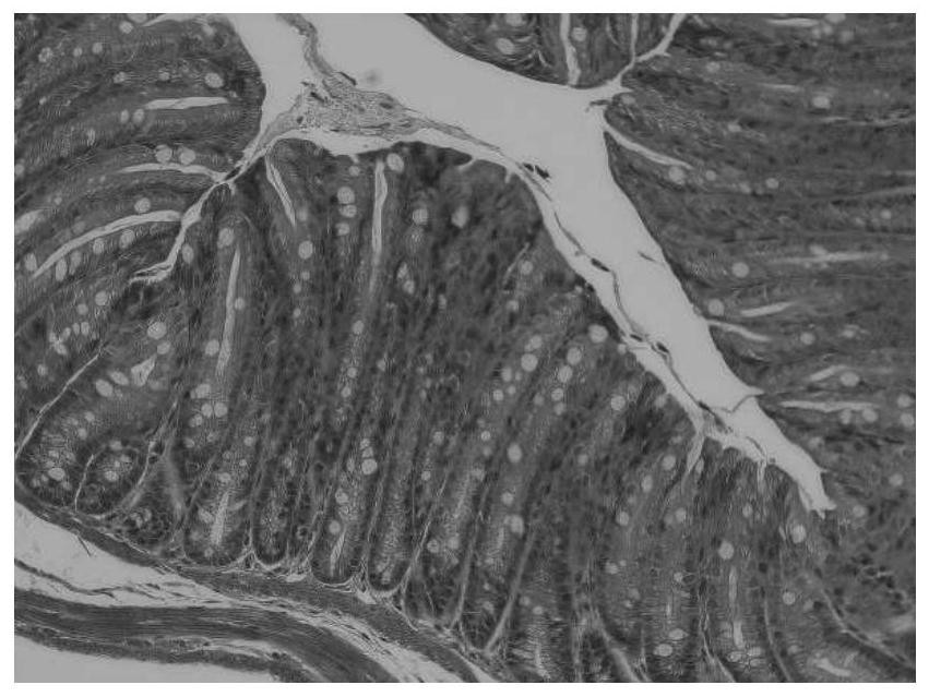 Application of Houttuynia cordata Thunb. polysaccharide in preparation of medicine for preventing and treating inflammatory bowel disease