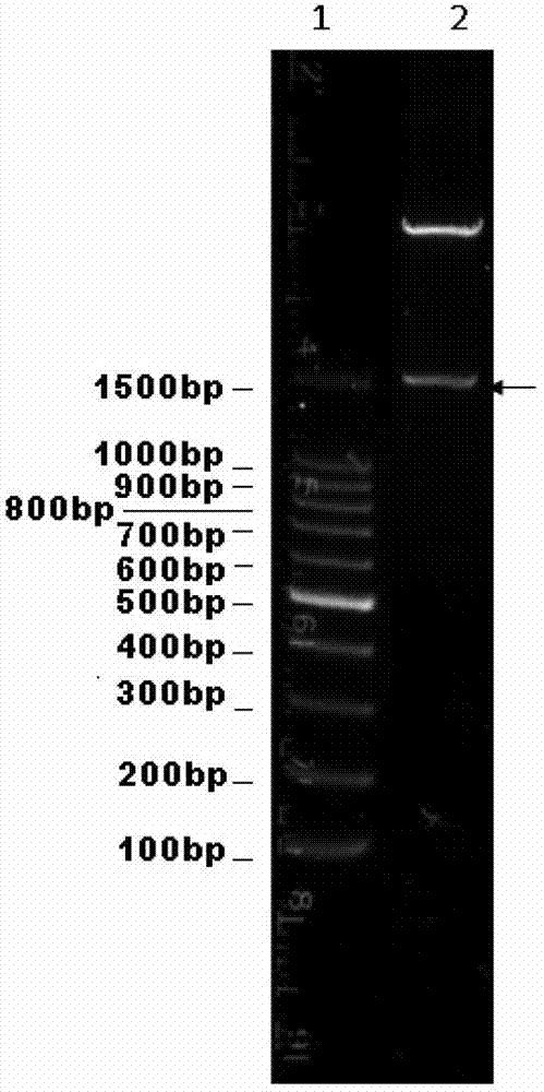 Human cytomegalo virus immunogen fusion protein as well as preparation method and usage thereof