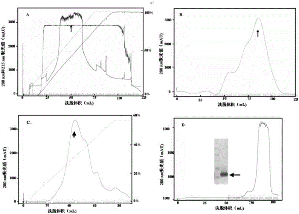 Xenopsylla cheopis polypeptide and gene and application thereof