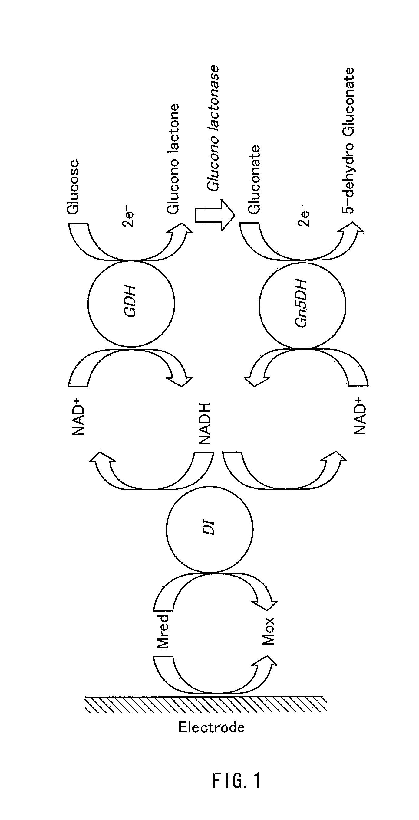 Electrolytic method of fuel