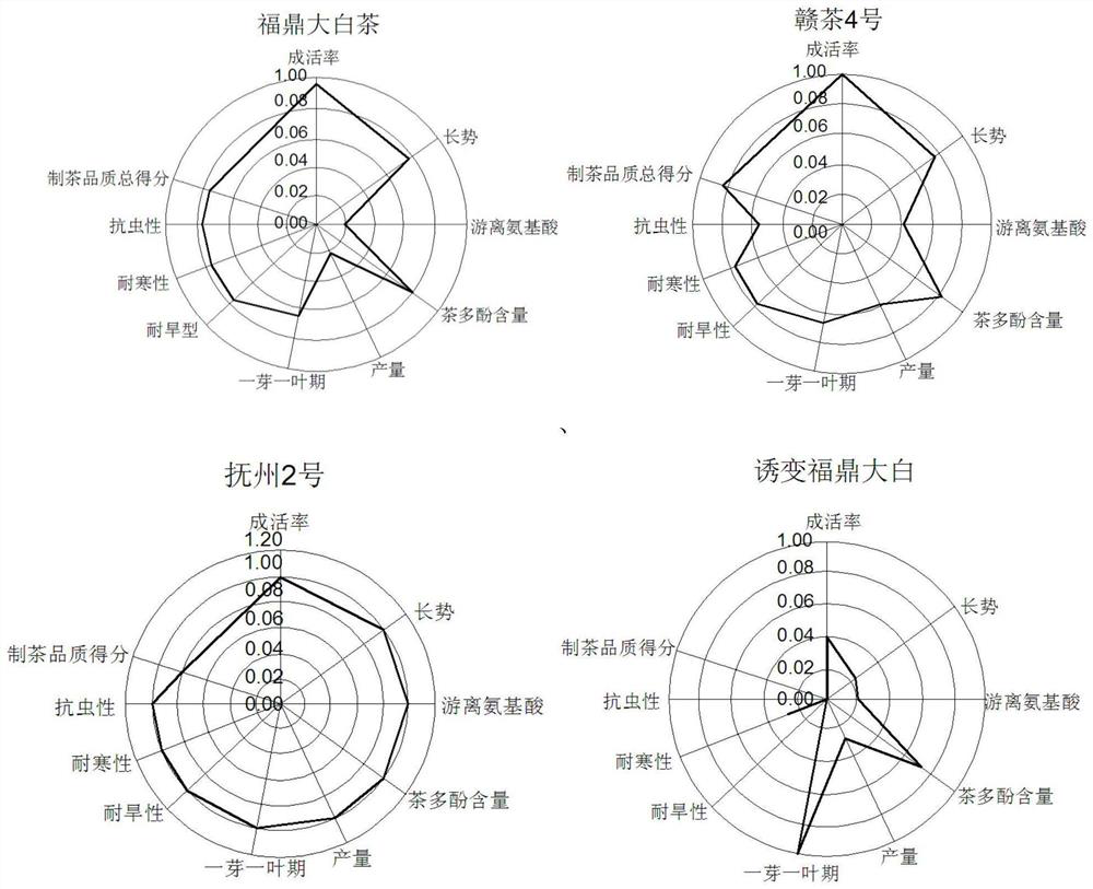 Tea tree variety comprehensive evaluation method utilizing cobweb map