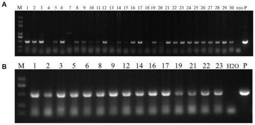 Application of wheat stripe rust pstg_11438 gene in stripe rust control and breeding method of stripe rust resistant wheat