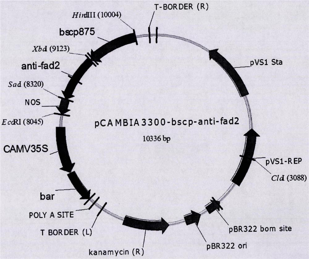 High oleic acid transgenic soybean event eb8072 foreign insert fragment flanking sequence and its application