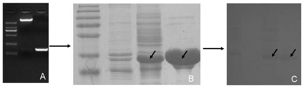 ELISA differential diagnosis kit, method and application of prrsv gene marker vaccine strain