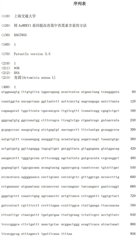 Method for increasing artemisinin content of sweet wormwood by transferring AaWRKY1 gene