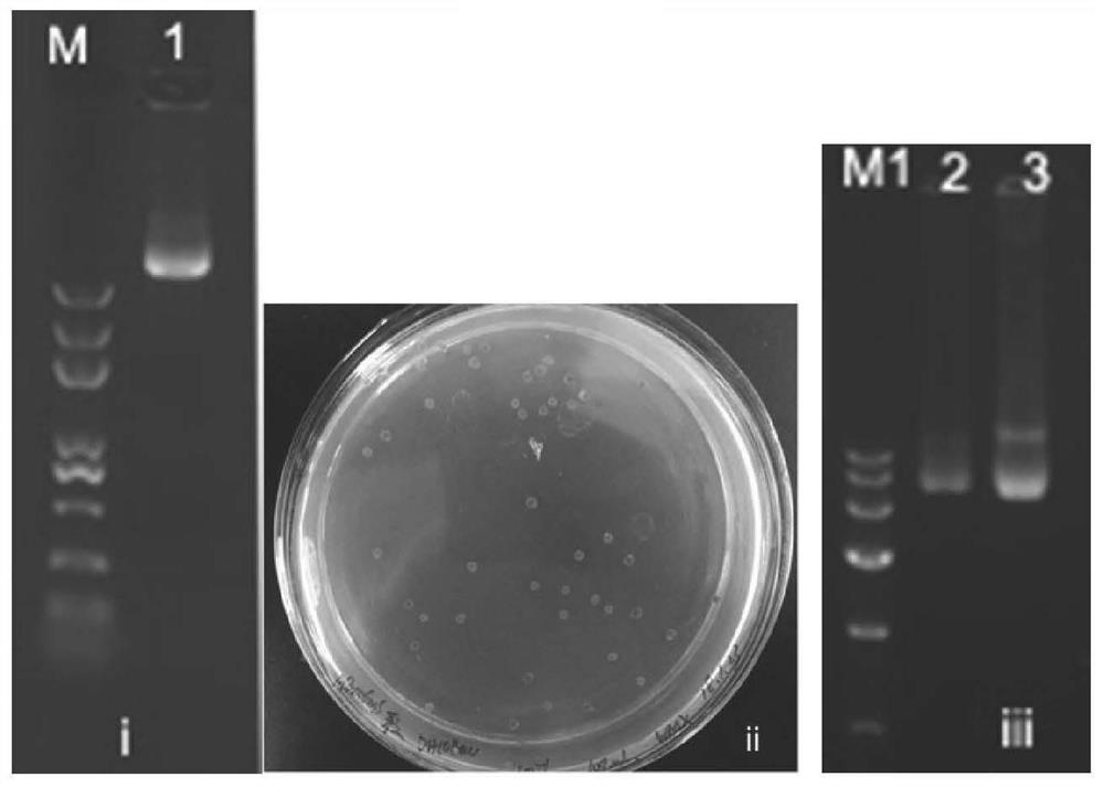 A pseudotyped insect baculovirus gene transfer system for prawns, virus and its construction method and application