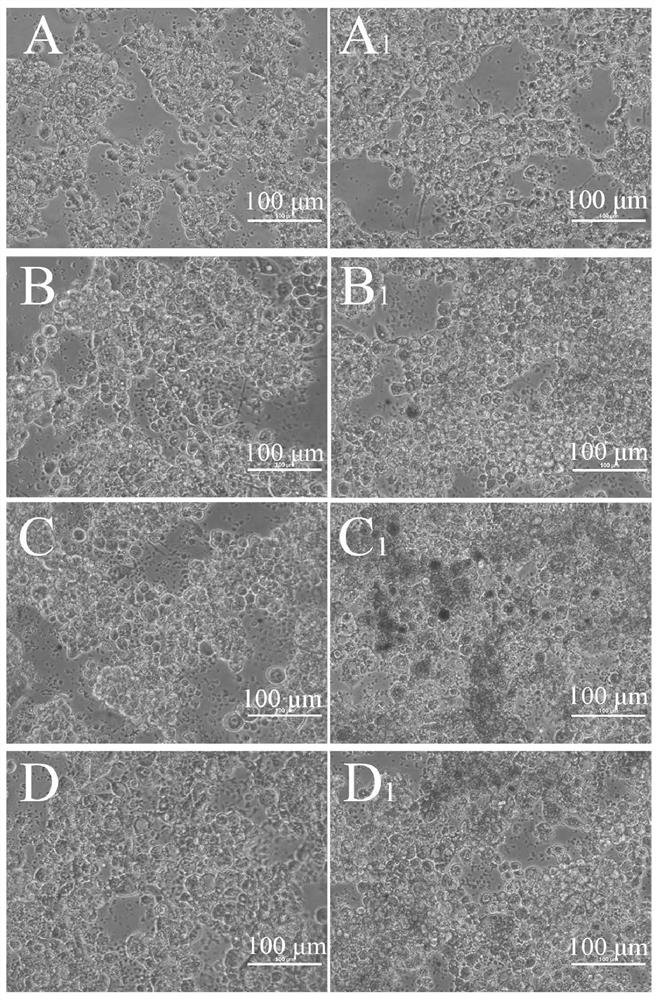 A pseudotyped insect baculovirus gene transfer system for prawns, virus and its construction method and application