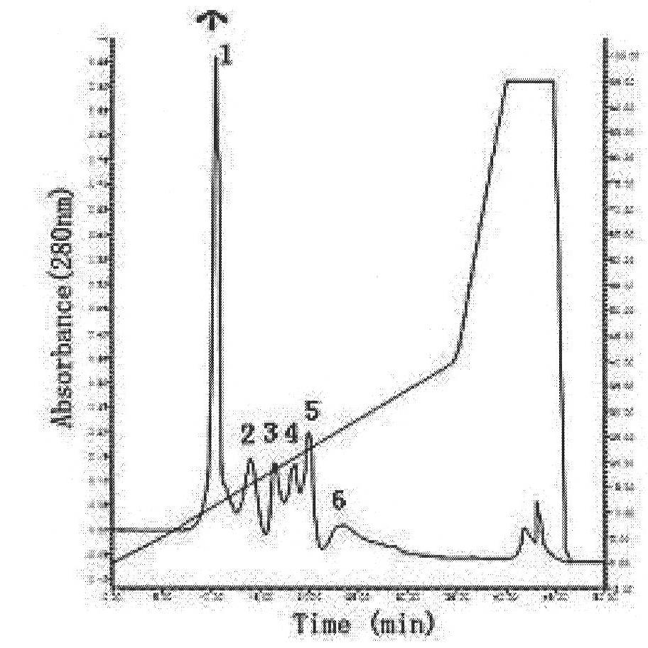 Mytilus coruscus foot adhesive protein as well as encoding sequence and preparation method thereof