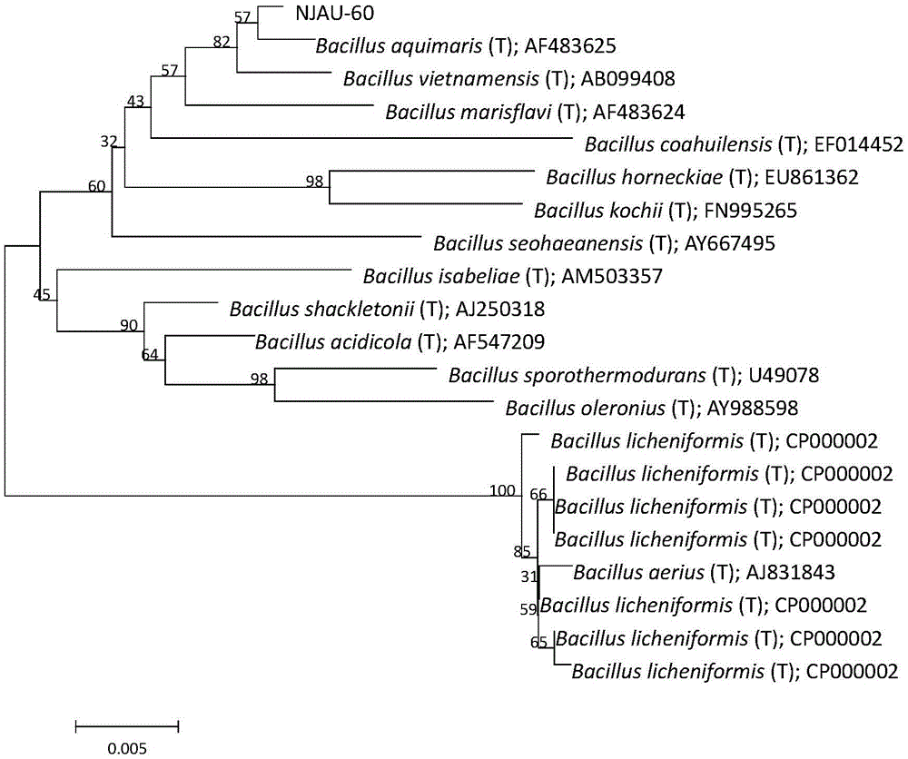 Bacillus aquimaris L-60 capable of effectively prompting growth of crops and application thereof