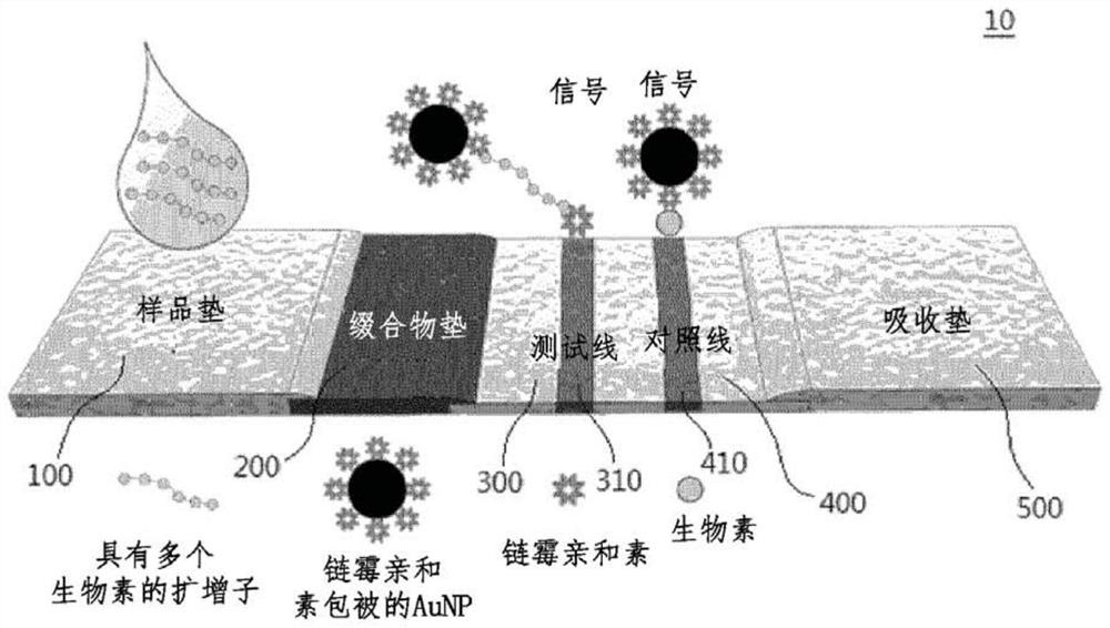 Lateral flow analysis strip and molecular diagnostic method using same