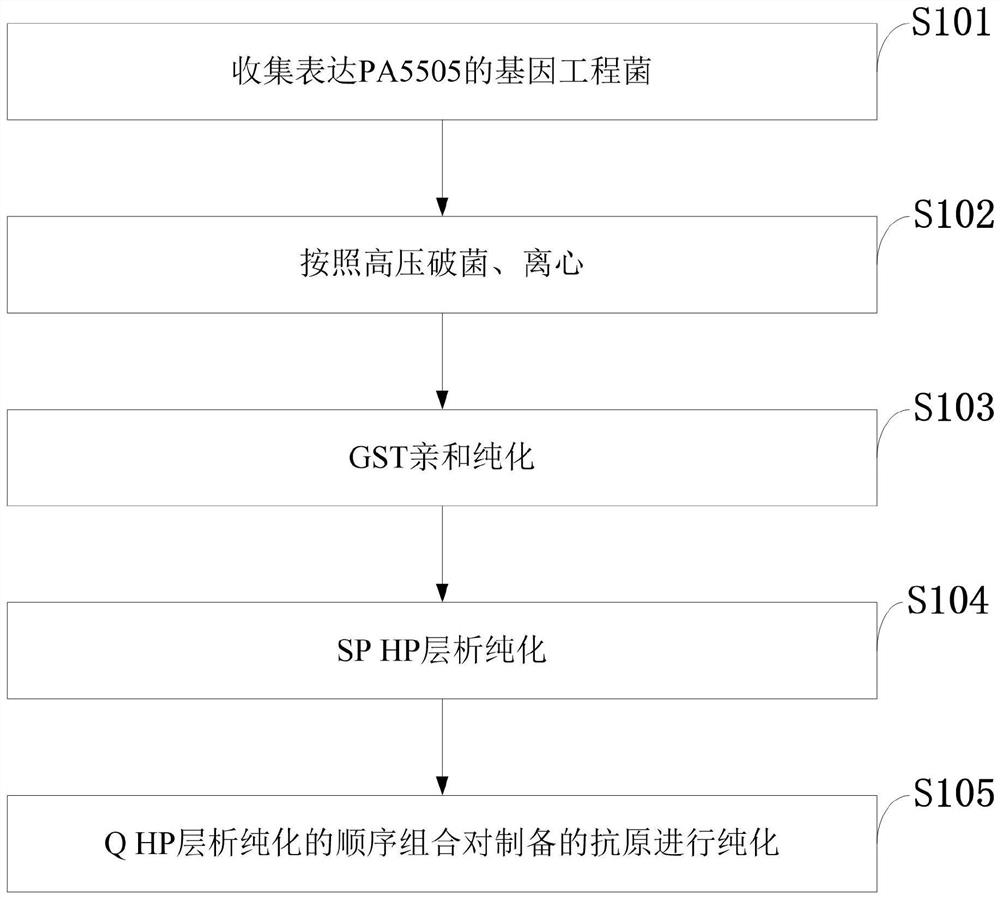 Purification method of candidate antigen pa5505 of Pseudomonas aeruginosa genetic engineering vaccine