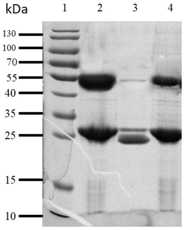 Purification method of candidate antigen pa5505 of Pseudomonas aeruginosa genetic engineering vaccine