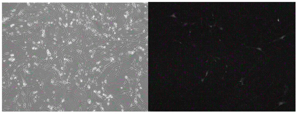 Functional nano catechin gene-introduction material and preparation method thereof