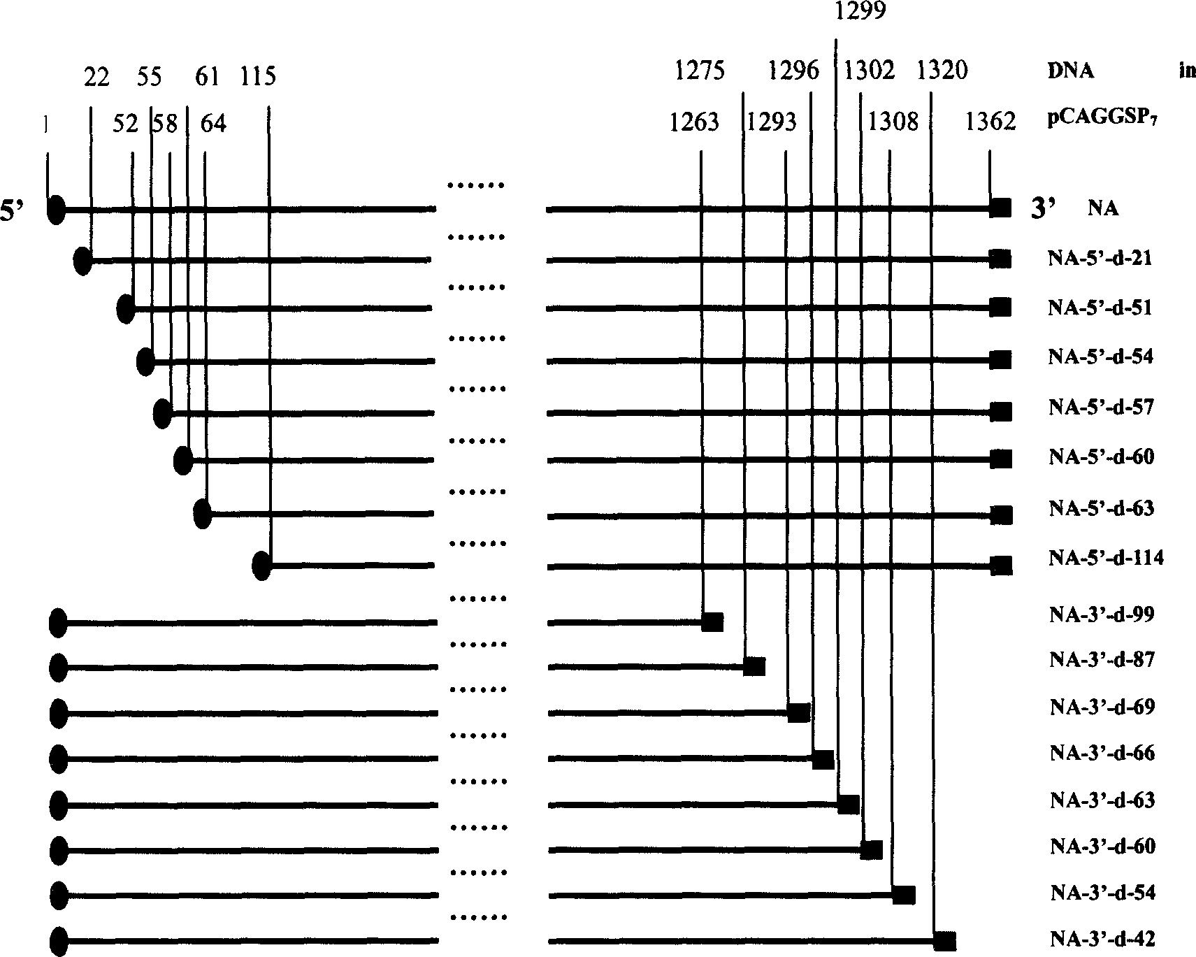 Bobtail bacterin of neuraminidase for preventing influenza virus and preparing method