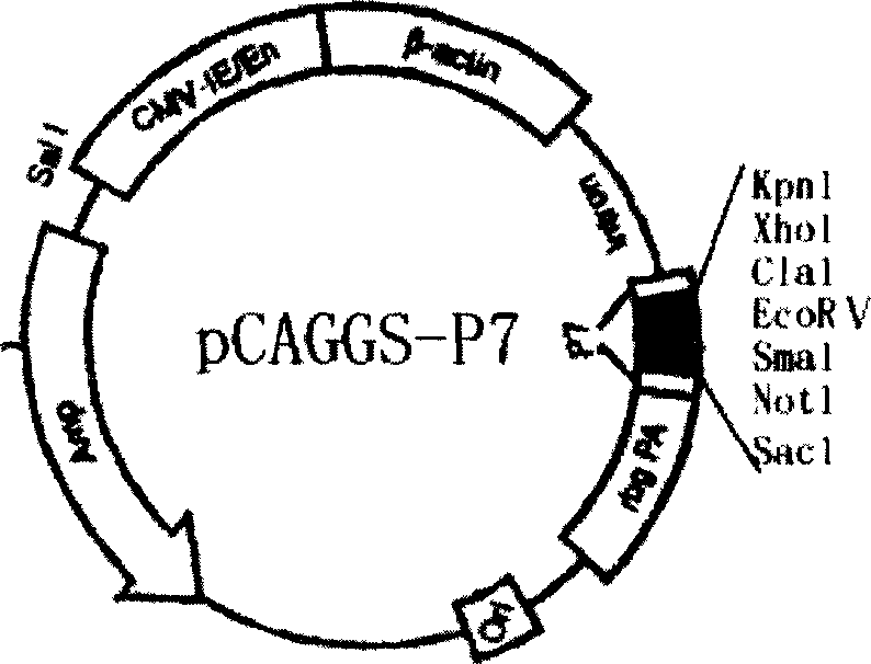 Bobtail bacterin of neuraminidase for preventing influenza virus and preparing method