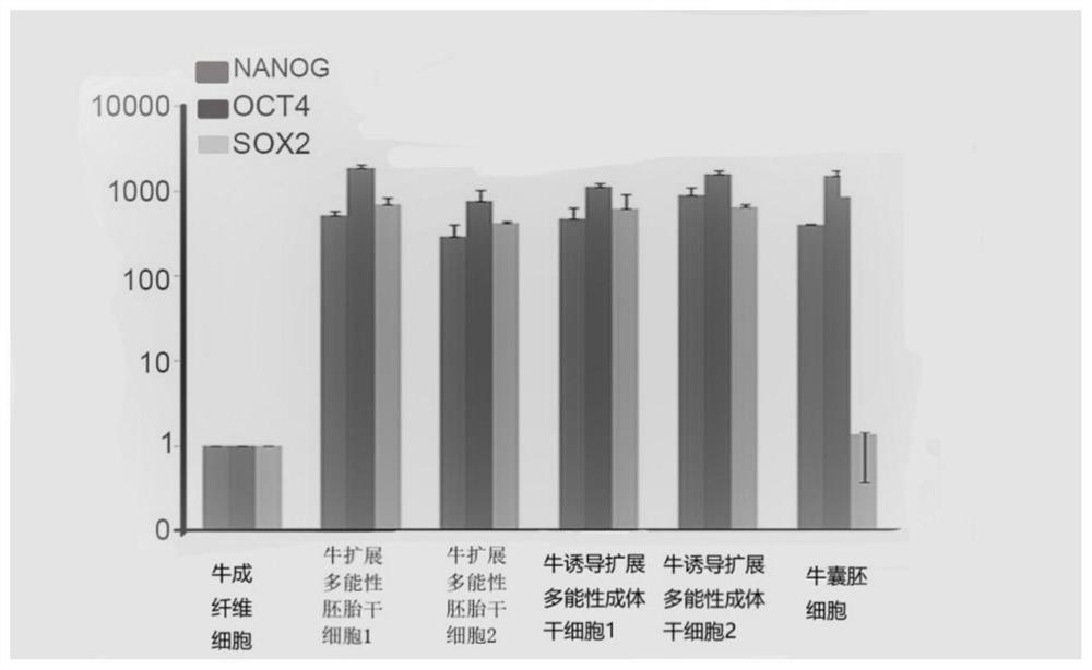 Bovine induced expansion pluripotent adult stem cells, line establishment method and culture solution