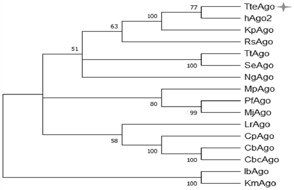 Eukaryote-derived Argonaute protein and application thereof